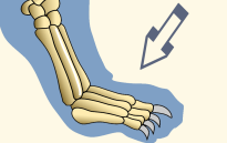 Thoracic Phalanges of Cat