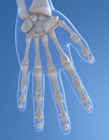 Phalanges of Human Hand