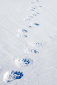 Polar Bear Trail in Snow