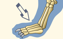 Proximal Phalanges of a Cat