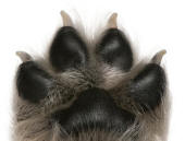 Symmetrical Paw of a Puppy