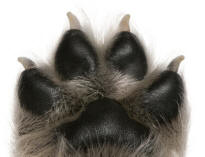 Pads of Puppy Paw