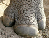 Rhinoceros Foot
