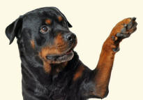 Forefoot of Rottweiler