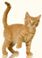 Shairhair Kitten As An Example Of A Quadruped