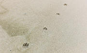 Dog Trail in Sand