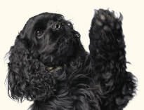 Feathered Foot of Spaniel