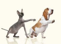 Appendages of Sphynx Cat and Basset Hound
