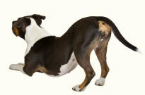 Hindquarters of Staffordshire Terrier