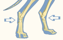 Tarsal Joints of a Dog