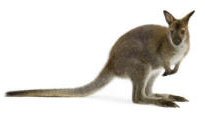 Wallaby Biped