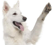 German Shepherd Dog Revealing Paw