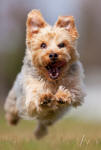 Yorkshire Terrier at the Gallop