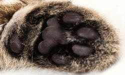 Cat Forepaw Close-up