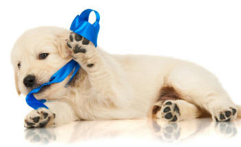 Dog with Blue Tape