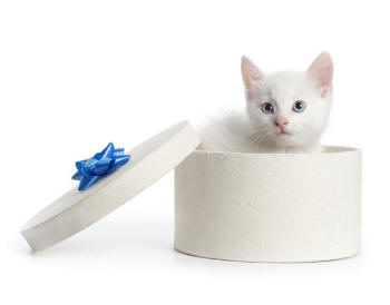 Kitten Gift for Cat Lovers