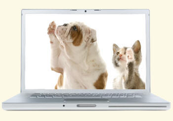 Bulldog and Kitten Revealing Paws on a Laptop Screen