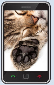 Kitten Revealing Paw on Mobile Phone